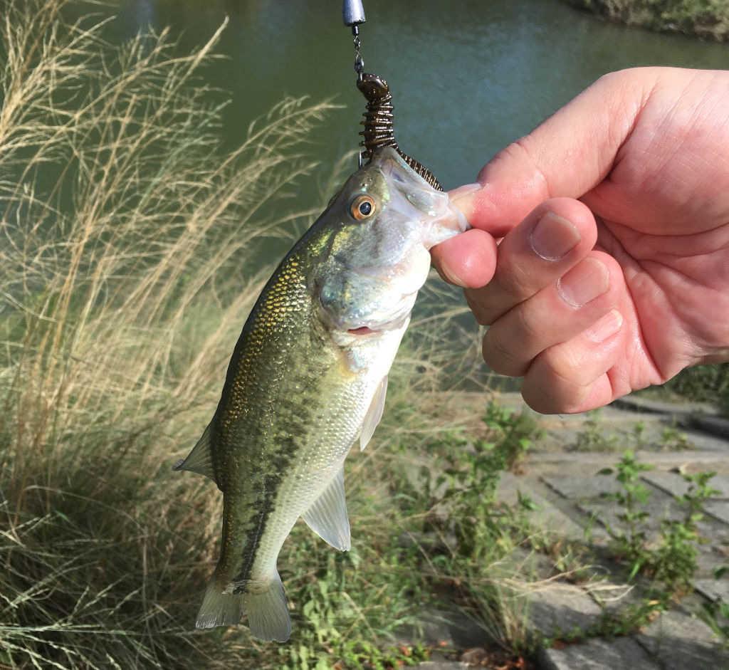 初めて釣ったブラックバス