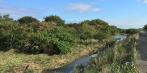 猿ヶ島（相模川）