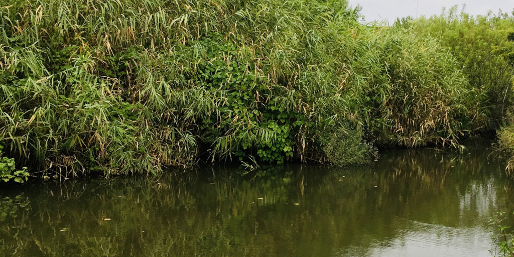 鶴見川のバス釣り