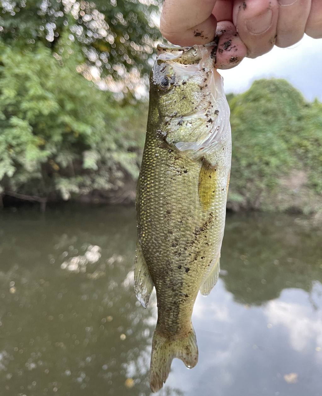 鶴見川のバス釣り
