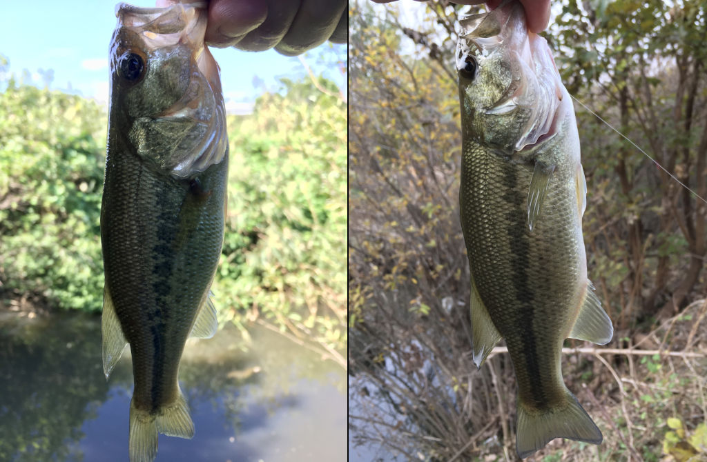 鶴見川のバス釣り
